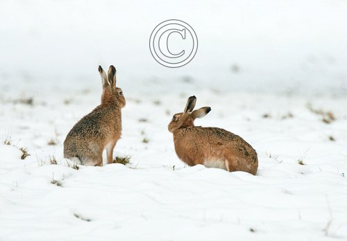 Brown Hares in the Snow DM0272